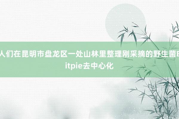 人们在昆明市盘龙区一处山林里整理刚采摘的野生菌Bitpie去中心化